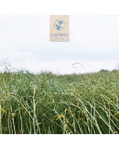 Anchor - Recovery 12"Gatefold-LP